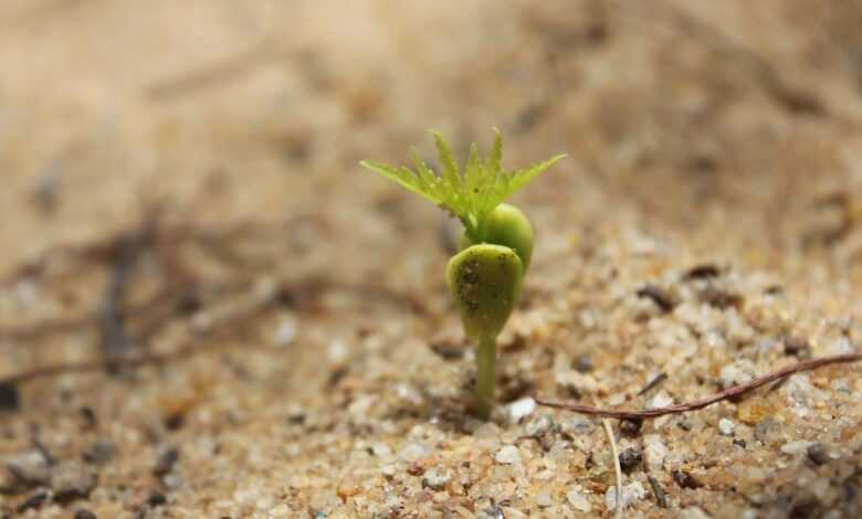 germination, sapling, seed