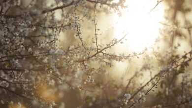 tree, blooming, blossom