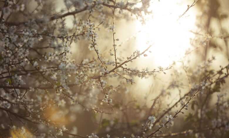 tree, blooming, blossom