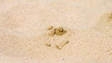 sand, beach, vacations, sandy beach, nature, sandpit, quartz