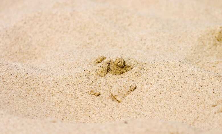 sand, beach, vacations, sandy beach, nature, sandpit, quartz