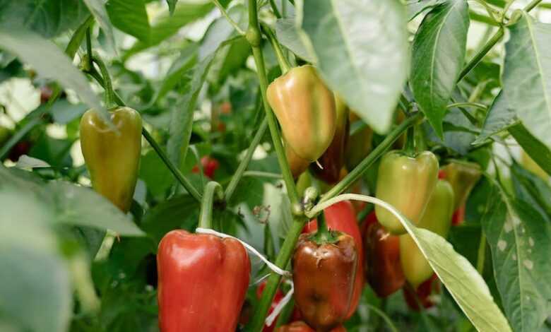 Ball Peppers Growing in Garden