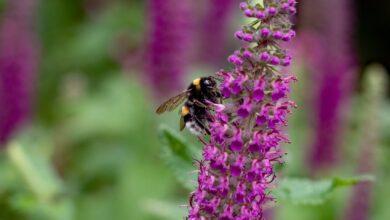 teucrium paradise delight, nature, gamander, bumblebee, flower arrangement, garden, vegetable