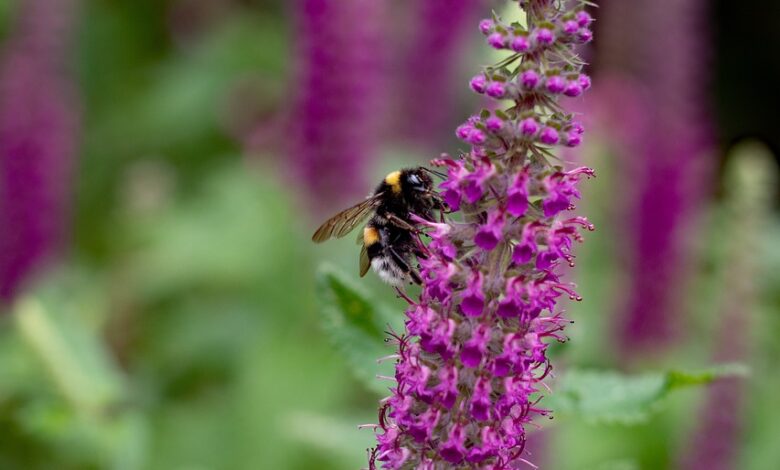 teucrium paradise delight, nature, gamander, bumblebee, flower arrangement, garden, vegetable