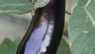 agriculture, vegetable, harvest