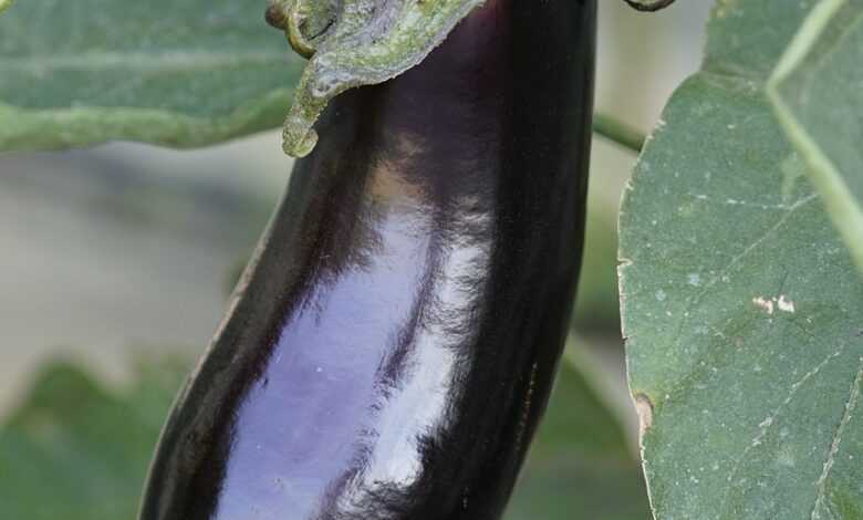 agriculture, vegetable, harvest