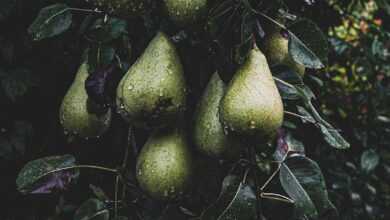 tree, pears, fruit