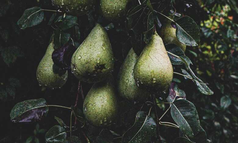 tree, pears, fruit