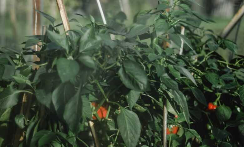 Green Plant With Red Round Fruits