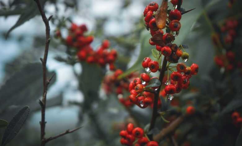 berries, fruits, currants