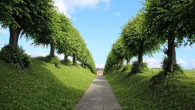 castle, avenue, trees