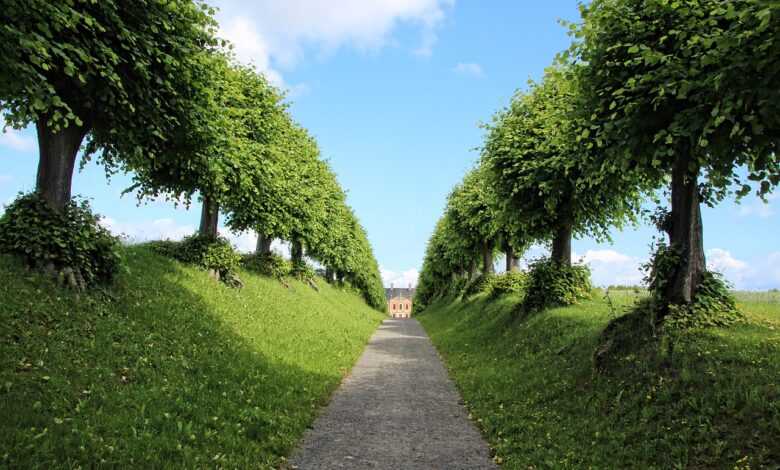 castle, avenue, trees