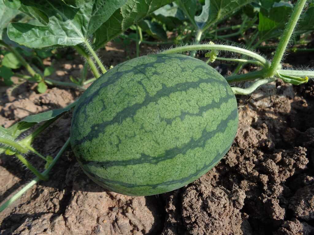 watermelon, fruit, harvest, produce, organic, garden, farm, gardening, farming, nature, plantation, agriculture, cultivation, fresh watermelon, fresh fruit, soil