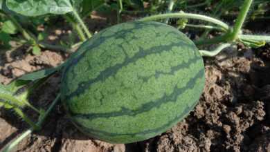 watermelon, fruit, harvest