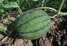 watermelon, fruit, harvest, nature, produce, organic, garden, farm, gardening, farming, plantation, agriculture, cultivation, fresh watermelon, fresh fruit, soil