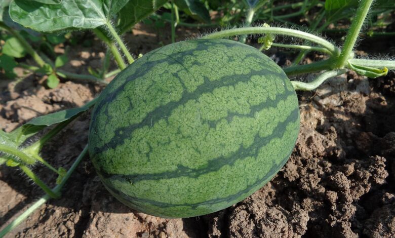 watermelon, fruit, harvest, nature, produce, organic, garden, farm, gardening, farming, plantation, agriculture, cultivation, fresh watermelon, fresh fruit, soil