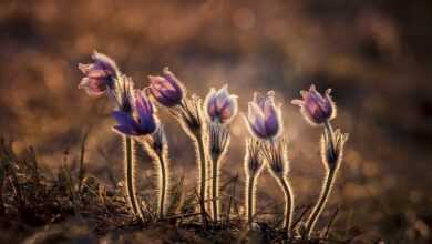 flowers, anemone, pulsatilla grandis