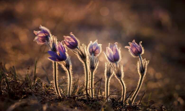 flowers, anemone, pulsatilla grandis