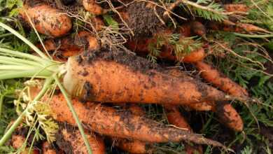 carrot, vegetable garden, plant