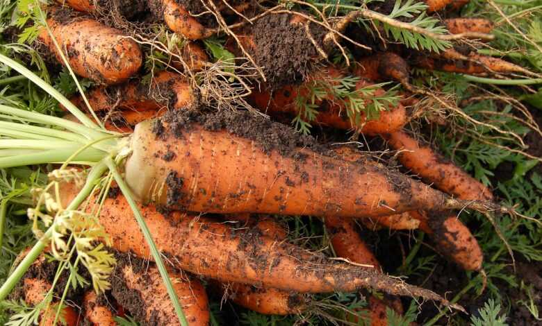 carrot, vegetable garden, plant