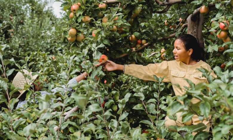 Cheerful Hispanic teen girl helping farmer in picking ripe fruits growing in green garden