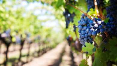 grapes, vines, grapevines, vineyard, fruits, organic, produce, harvest, viticulture, winegrowing, rebstock, cultivation, farming, agriculture, nature, napa valley, napa vineyard, vineyard, vineyard, vineyard, vineyard, vineyard, harvest, agriculture