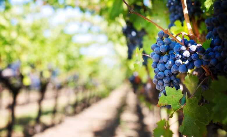 grapes, vines, grapevines, vineyard, fruits, organic, produce, harvest, viticulture, winegrowing, rebstock, cultivation, farming, agriculture, nature, napa valley, napa vineyard, vineyard, vineyard, vineyard, vineyard, vineyard, harvest, agriculture