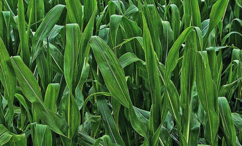 corn, agriculture, nature