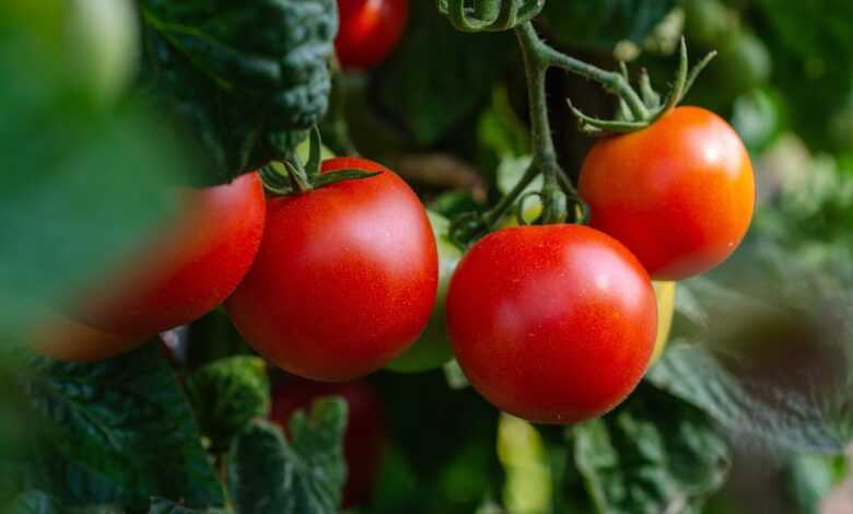 tomatoes, vegetables, fresh