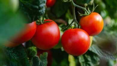 tomatoes, nature, vegetables