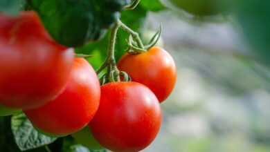 tomatoes, fresh, bush