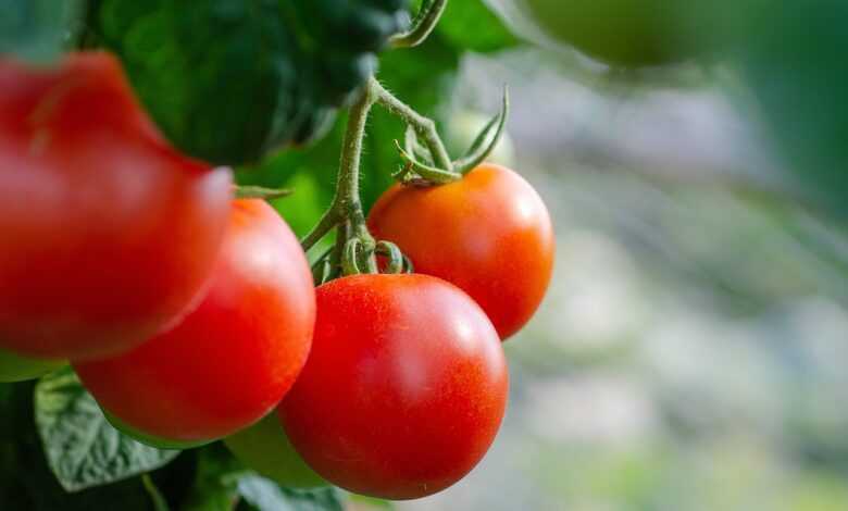 tomatoes, fresh, bush