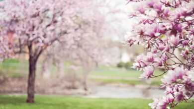 magnolia trees, springtime, pink flowers