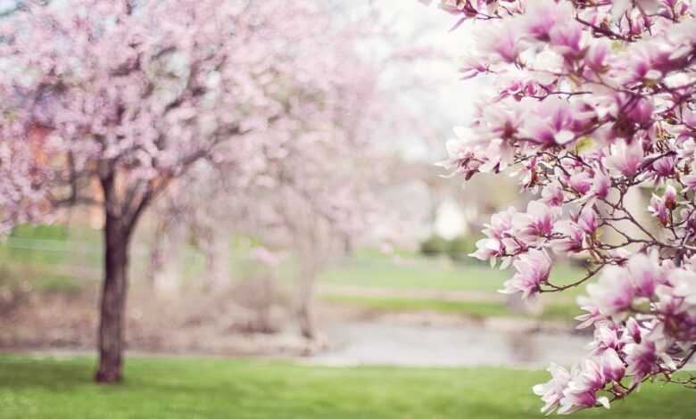 magnolia trees, springtime, pink flowers