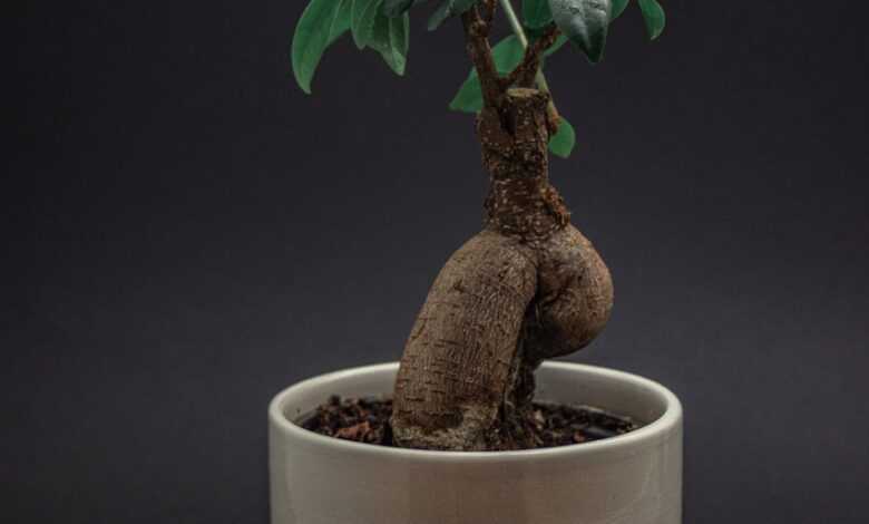 bonsai, plant, indoor plant