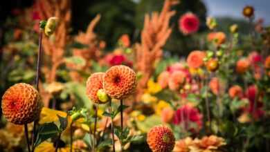 dahlias, pompon dahlias, flowers