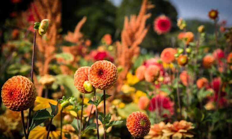 dahlias, pompon dahlias, flowers