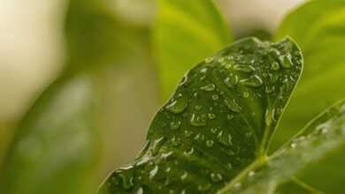 leaf, plant, raindrops