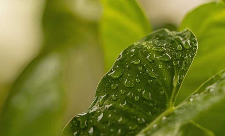 leaf, plant, raindrops