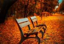 benches, autumn, park, rest, sit, park bench, nature, seats, wood, wooden bench, leaves, foliage, autumn leaves, autumn foliage, autumn season, autumn colors, fall, fall foliage, fallen leaves, fall colors