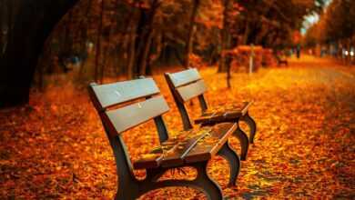 benches, autumn, park, rest, sit, park bench, nature, seats, wood, wooden bench, leaves, foliage, autumn leaves, autumn foliage, autumn season, autumn colors, fall, fall foliage, fallen leaves, fall colors