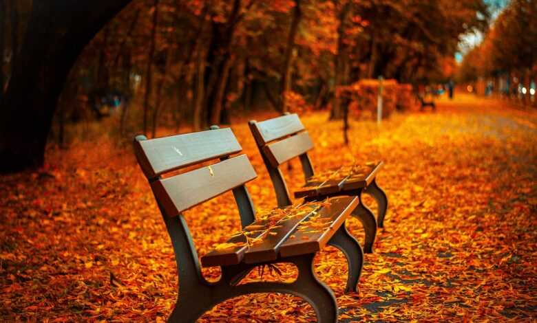 benches, autumn, park, rest, sit, park bench, nature, seats, wood, wooden bench, leaves, foliage, autumn leaves, autumn foliage, autumn season, autumn colors, fall, fall foliage, fallen leaves, fall colors