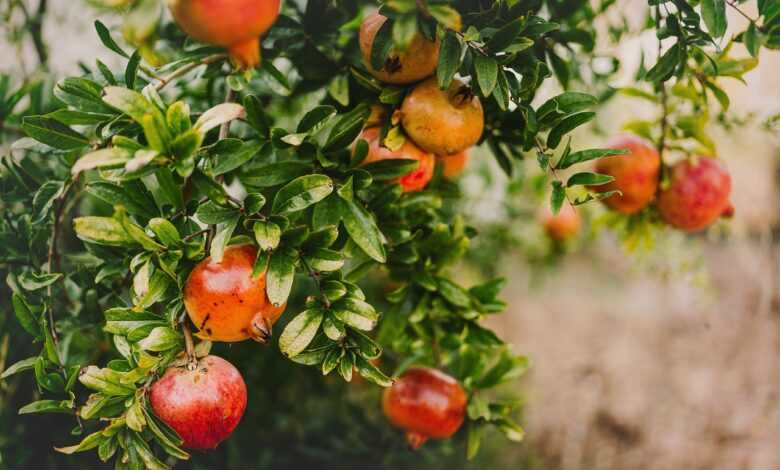 pomegranate, fruit, tree