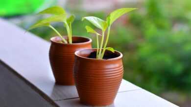 saplings, pots, plants