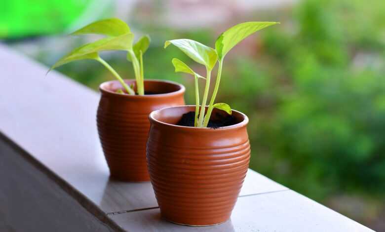 saplings, pots, plants