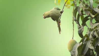 bird, leaves, green