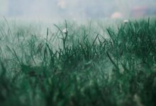 meadow, fog, grass, field, mist, haze, morning fog, grassland, grassy, grass blades, wildflowers, nature, morning mist, pasture, green, grass, grass, grass, grass, grass, green