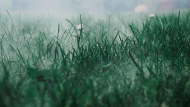 meadow, fog, grass, field, mist, haze, morning fog, grassland, grassy, grass blades, wildflowers, nature, morning mist, pasture, green, grass, grass, grass, grass, grass, green