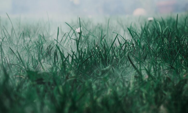 meadow, fog, grass, field, mist, haze, morning fog, grassland, grassy, grass blades, wildflowers, nature, morning mist, pasture, green, grass, grass, grass, grass, grass, green