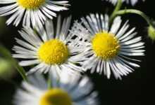 turan annual, erigeron annuus, flower background